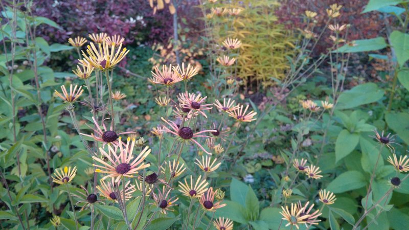 Rudbeckia subtomentosa 'Henry Eilers' Preeriapäivänhattu